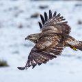 Raufußbussard (Buteo lagopus)