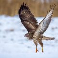 Mäusebussard (Buteo buteo)