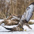Mäusebussarde (Buteo buteo)  streiten sich