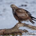 Raufußbussard (Buteo lagopus)