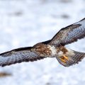 Mäusebussard (Buteo buteo)