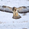 Mäusebussard (Buteo buteo)
