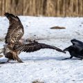 Kolkrabe ärgert Mäusebussard (Buteo buteo)