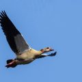 Nilgans (Alopochen aegyptiacus)