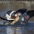 Nilgänse (Alopochen aegyptiacus) streiten sich