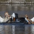 Nilgänse (Alopochen aegyptiacus) streiten sich
