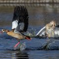 Nilgänse (Alopochen aegyptiacus) streiten sich