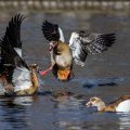 Nilgänse (Alopochen aegyptiacus) streiten sich