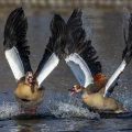 Nilgänse (Alopochen aegyptiacus) streiten sich