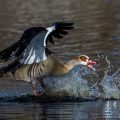 Nilgänse (Alopochen aegyptiacus) streiten sich