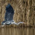 Graureiher (Ardea cinerea)