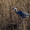 Graureiher (Ardea cinerea)