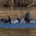 Bläßhühner (Fulica atra)
