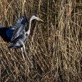 Graureiher (Ardea cinerea)