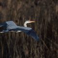 Graureiher (Ardea cinerea)