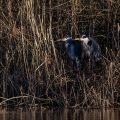 Graureiher (Ardea cinerea)