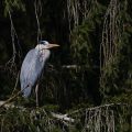 Graureiher (Ardea cinerea)