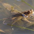 Erdkröte (Bufo bufo)