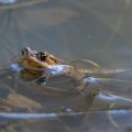 Erdkröte (Bufo bufo)