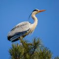 Graureiher (Ardea cinerea)