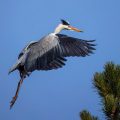 Graureiher (Ardea cinerea)