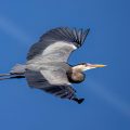 Graureiher (Ardea cinerea)