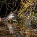 Grasfrosch (Rana temporaria)