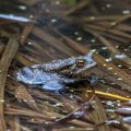 Erdkröte (Bufo bufo)
