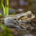 Erdkröte (Bufo bufo)