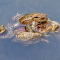 Paarungszeit bei den Erdkröten (Bufo bufo)