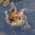 Paarungszeit bei den Erdkröten (Bufo bufo)