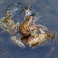 Paarungszeit bei den Erdkröten (Bufo bufo)