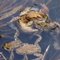 Paarungszeit bei den Erdkröten (Bufo bufo)