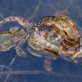 Paarungszeit bei den Erdkröten (Bufo bufo)