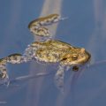 Erdkröte (Bufo bufo)