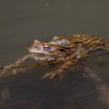 Paarungszeit bei den Erdkröten (Bufo bufo)