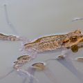 Erdkröte (Bufo bufo)