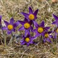 Gemeine Küchenschelle (Pulsatilla vulgaris)