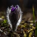 Gemeine Küchenschelle (Pulsatilla vulgaris)