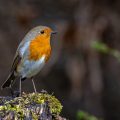 Rotkehlchen (Erithacus rubecula)