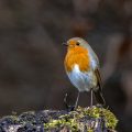 Rotkehlchen (Erithacus rubecula)