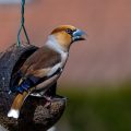 Kernbeißer (Coccothraustes coccothraustes) Männchen