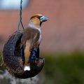 Kernbeißer (Coccothraustes coccothraustes) Männchen