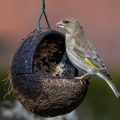 Grünfink (Carduelis chloris)