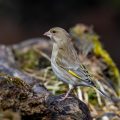 Grünfink (Carduelis chloris)
