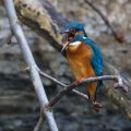 Eisvogel (Alcedo atthis) Männchen würgt Gewölle heraus