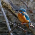Eisvogel (Alcedo atthis) Männchen