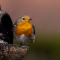 Rotkehlchen (Erithacus rubecula)