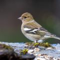 Buchfink (Fringilla coelebs) Weibchen