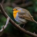 Rotkehlchen (Erithacus rubecula)